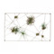 Intersect Wall Art with Tillandsia Mix