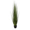 Potted Century Grass image 1