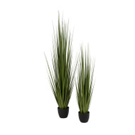Potted Century Grass