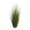 Potted Century Grass image 4