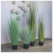 Potted Bear Grass 45"H image 1