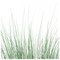 Potted Bear Grass 45"H image 2