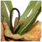 Staghorn Fern https://cdn3.bigcommerce.com/s-nzzxy311bx/product_images//w/ Soil Ball - Set of 4 image 1