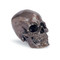 Regina Andrew Metal Skull - Antique Bronze