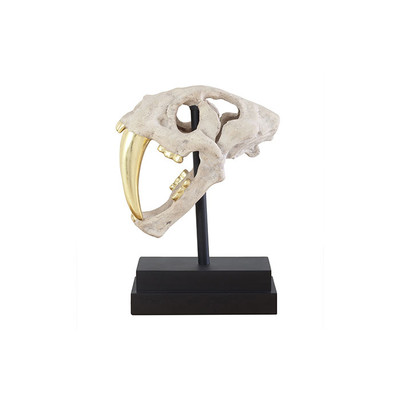 Phillips Collection Saber Tooth Tiger Skull, Roman Stone