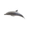 Phillips Collection Dolphin, Polished Aluminum