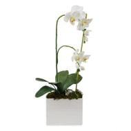 John Richard Milan Orchid (Store)