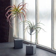 Gold Leaf Display Risers - Set of 3 (Store)