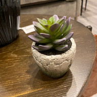 Topography Home Miniature Succulents (Store)