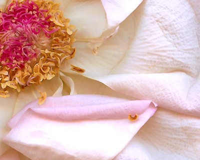 Art Classics Pop Art Florals 3