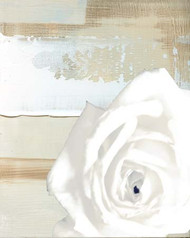 Art Classics White Rose on Neutral Abstract
