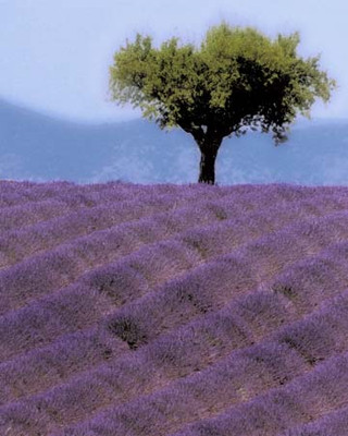 Art Classics Lavender Hill