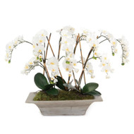 Armature Orchids