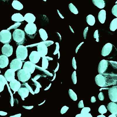 Art Classics Sea Sponge