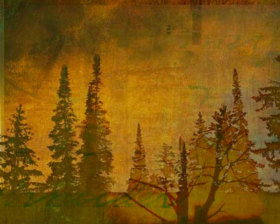 Art Classics Shadow of Trees One