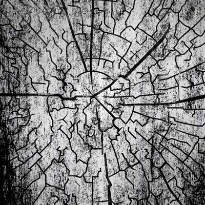 Art Classics Tree Ring 2