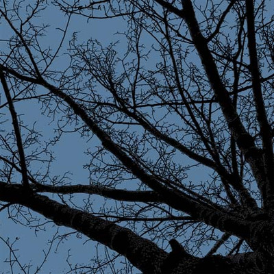 Art Classics Twilight Trees Blue Left