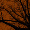 Art Classics Twilight Trees Rust Left