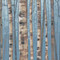 Art Classics Birch Forest III