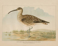Art Classics Bristle Thighed Curlew