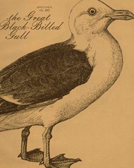 Art Classics Gull Etching