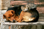 MS-5-0221 - Cat and Dog Wall Mural