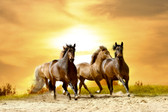 MS-5-0227 - Horses in Sunset Wall Mural