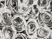 FAB12855 - Roses White Grey Adhesive Film