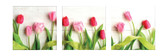 WPFA3773 - Hello Tulips 3D Foam Wall Art