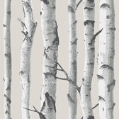 NU3128 - Birch Tree Peel & Stick Wallpaper