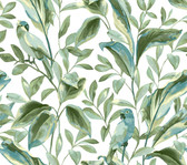 TC2654 - White & Aqua Tropical Love Birds Wallpaper