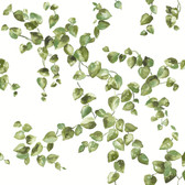 FH4036 - Green Creeping Fig Vine Wallpaper