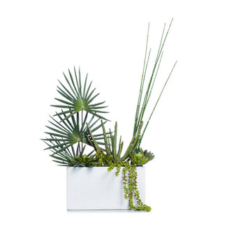 White Succulent Planter with Fan Palm & Horsetail