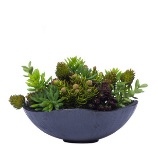 Mini Succulents in Black Wavy Bowl