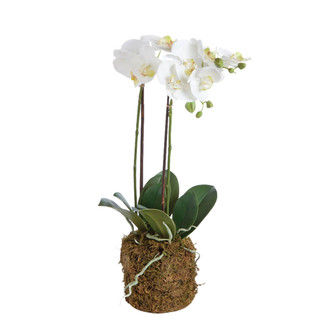 White Drop In Orchid - Medium