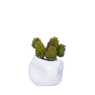 Cone Succulent In White Dimple Pot