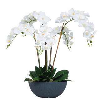 White Orchid in Black Bowl