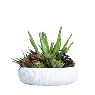Succulents in Textured White Container