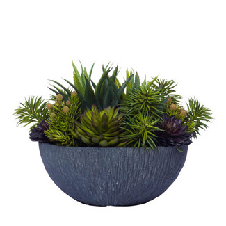 Mixed Succulents in Textured Black Bowl