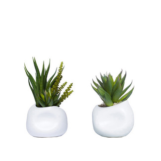 Succulents In White Dented Pots - Set of 2