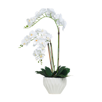 White Orchid in White Bowl