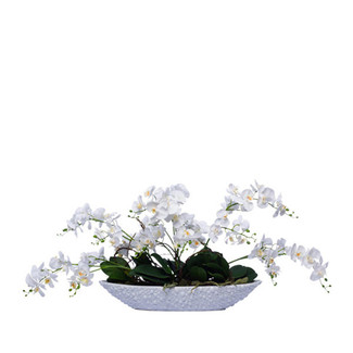 White Wild Mini Phalaenopsis In Oval Bump Bowl