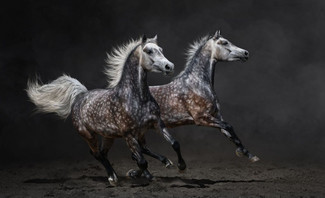 Spotted Horses