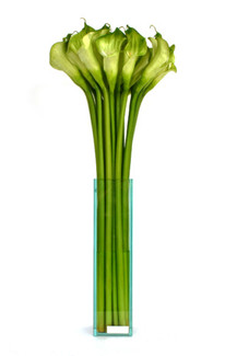 Green Calla Lily- 16" Plate Glass Vase