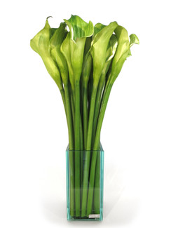 Green Calla Lily- 8" Plate Glass Vase