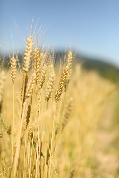 how to grow barley in hydro dealzer growing barly