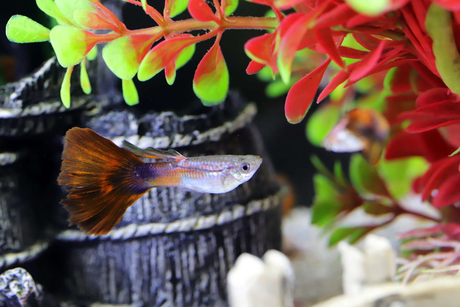 Reasons Why You Should Have Water Chillers In Your Fish Tank Dealzer