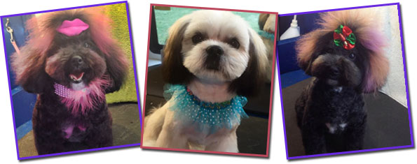 cherrybrook dog grooming