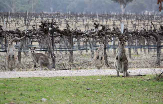 Roos in the vineyard