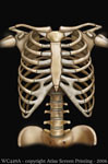 Children's Skeleton T Shirt